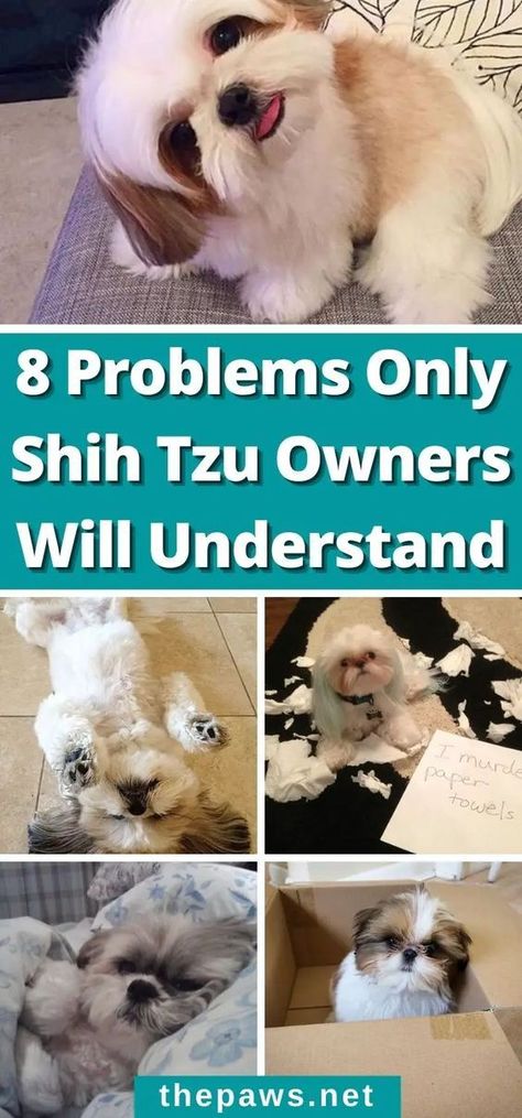 Every Shih Tzu owner can relate. There's never a dull day with a Shih Tzu at home. Shitzu Funny, Shih Tzu Haircuts Grooming, Shitzu Dogs Haircuts, Shih Tzu Puppy Training, Dog Grooming Shih Tzu, Shih Tzu Training, Dogs Coat, Baby Shih Tzu, Chien Shih Tzu