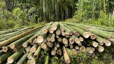 The 40 Best Bamboo Species for Commercial Farming Permaculture, Bamboo Lumber, Phyllostachys Nigra, Bamboo Species, Commercial Farming, Growing Bamboo, Orchard Tree, Bamboo Poles, Water Chestnuts