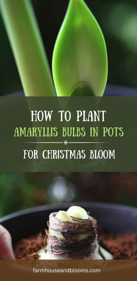 two pictures, one of amaryllis stems and foliage growing, and one of an amaryllis bulb planted in a pot Amaryllis Planting Ideas, Flower Bulbs Indoors, Growing Bulbs Indoors, Bulbs In Pots, Amaryllis Care, Amaryllis Christmas, Amaryllis Plant, Christmas Cactus Plant, Growing Bulbs