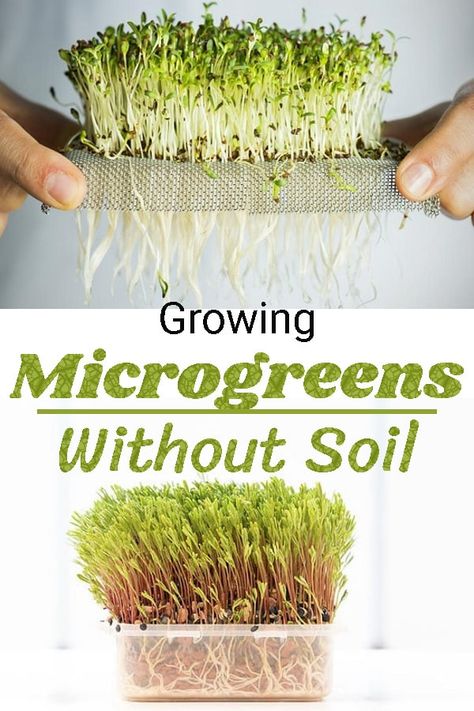 Loaded with proteins and vitamins, these tiny, tender plants are both easy to grow and good for health! Learn How to Grow Microgreens Without Soil! Diy Micro Greens How To Grow, How To Grow Microgreens Indoors, How To Grow Micro Greens At Home, Hydroponic Microgreens Diy, Microgreen Container Ideas, Diy Microgreens At Home, Growing Microgreens Without Soil, Microgreens Growing Indoor Setup, How To Grow Micro Greens