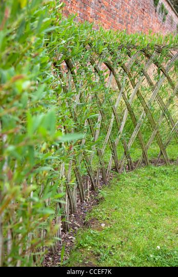 Live Willow woven screen fencing or fedge, England, UK Willow Living Fence, Willow Structures, Living Willow Structures, Woven Willow Raised Beds, Living Willow Fence, Woven Branch Fence, Willow Fence, Living Willow, Living Fence