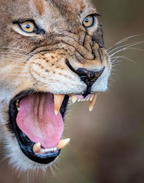 Lioness Roaring, Tattoo Lioness, Lioness Roar, Lioness Photography, Lioness Images, Lioness Tattoo, Lion And Lioness, Lion Pictures, Woman Standing