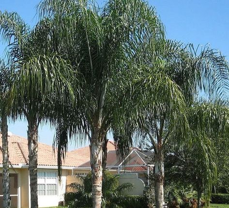 Top 35 Types of Palm Trees (with Pictures) Foxtail Palm Tree, Queen Palm Tree, Ponytail Palm Tree, Bottle Palm Tree, Palm Tree Types, Foxtail Palm, Sago Palm Tree, Queen Palm, Canary Island Date Palm