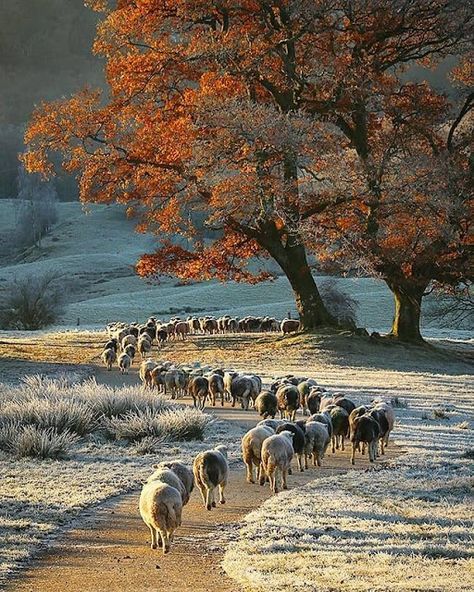 Hoar Frost with Sheep | Content in a Cottage Lake District, Transitional Spaces, Sheep Art, Cosy Night In, Belle Nature, Beautiful Scenes, Autumn Scenes, Isle Of Skye, English Countryside