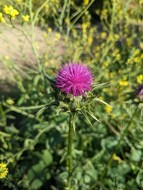 Milk thistle Milk Thistle, Warrior Cats, Milk, Flowers, Pins, Quick Saves