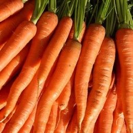 Carrots are one of the easiest vegetables to grow. Growing carrots from seed is childsplay and can even be done in a window box. Growing Carrots From Seed, Carrot Varieties, Tomato Farm, Gardening Tomatoes, Tomatoes Growing, Growing Tomatoes Indoors, Colorful Carrots, Carrot Benefits, Tomato Growing