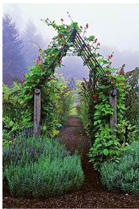 Gate into berry patch + at michels Cool Tricks, Gladioli, Garden Vines, Garden Arbor, Garden Compost, Garden Types, Have Inspiration, The Secret Garden, Vegetable Garden Design