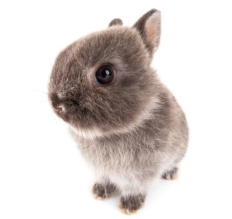 Rabbit Png, Dog Artist, Bunny Png, Dog Icon, Animal Icon, Pet Bunny, Dog Store, Silly Dogs