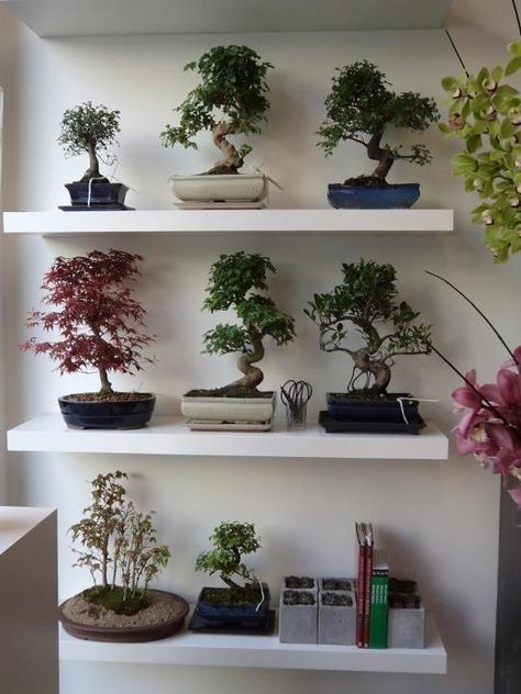 Bonsai Collection, Bonsai Trees For Sale, Notting Hill London, Flowers Shop, Bonsai Art, Bedroom Plants, Tree Shop, Bonsai Plants, Bonsai Trees