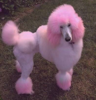 Y2k Dog Aesthetic, Pink Poodle Aesthetic, Poodle Fursona, Corded Poodle, Dyed Poodle, Poodle Aesthetic, Poodle Tattoo, Giant Poodle, Phantom Poodle