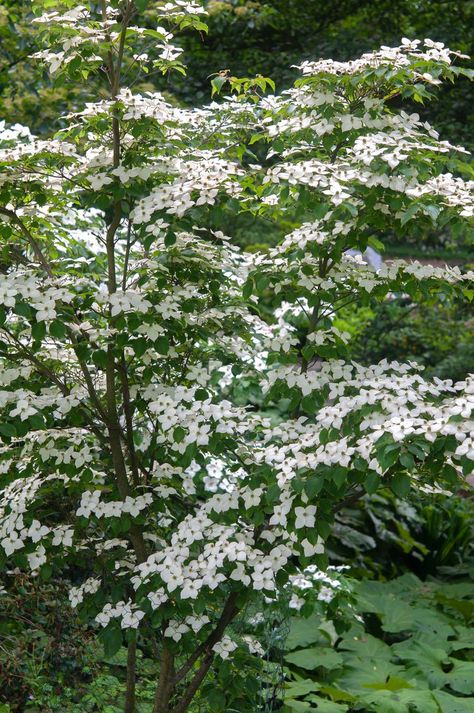 Nature, White Flowering Dogwood Tree, Small Dogwood Tree, Dogwoods In Landscape, Kousa Dogwood Tree Landscaping, Chinese Dogwood Tree, Venus Dogwood Tree, Empress Of China Dogwood, Dogwood Trees In Landscaping