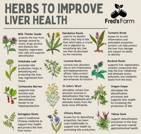 Medicinal Recipes, Detox Liver, Medicine Recipes, Health Herbs, Natural Medicines, Medicine Garden, Pink Witch, Medicinal Herbs Garden, Herbs Garden