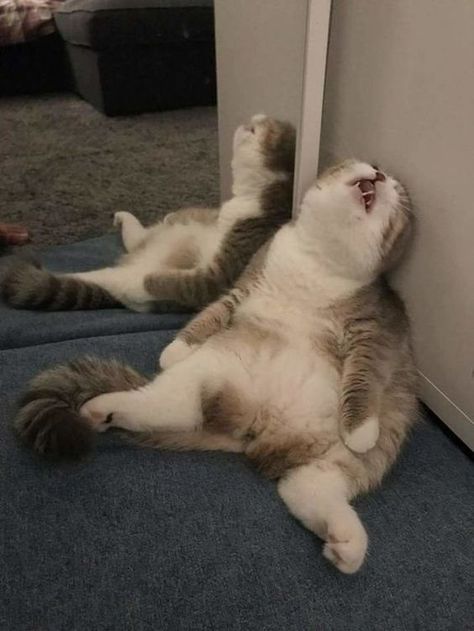 Weird Cat Poses, Unhinged Cat Pics, Meme Cats Funny Faces, Cat Reaction Pictures, Cat Weird, Unusual Pets, Funny Cat Pics, Silly Animal Pictures, Weird Cats