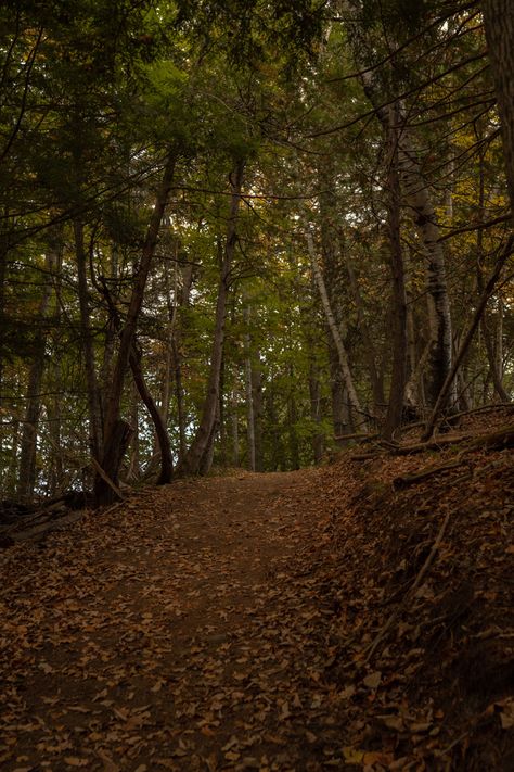 Fall In The Woods, Woods Aethstetic, Woods Backgrounds Aesthetic, Woods Astethic, Wood Astethic, Halloween Woods Aesthetic, Autumn Woods Aesthetic, Green Autumn Aesthetic, Autumn Aesthetic Green