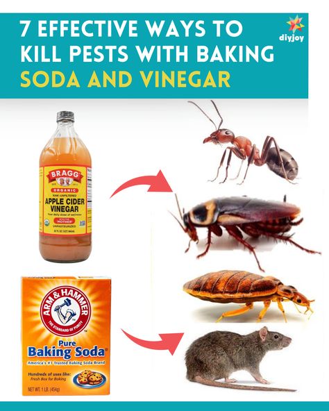 a bottle of apple cider vinegar and a box of baking soda beside a group of insects Homemade Gnat Spray, How To Get Rid Of Cockroaches Fast Diy, Natural Ways To Get Rid Of Roaches, Natural Pest Control For Home, How To Kill Cockroaches Fast, Rat Poison Diy Baking Soda, Roaches Get Rid Of Diy, Cockroaches How To Get Rid Of, How To Get Rid Of Ants In The House