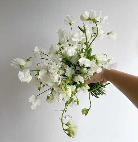 Another moment for the these en masse / single variety cuties 💌 I absolutely LOVE creating single variety bouquets, as it adds a diverse point of interest and enhances the individuality to your florals. It is so special, and I always include all of the beautiful florals in the bridal bouquet! 🥹 Which one’s your favourite? 1. Whimsy daisies 2. Elegant tulips 3. Fluffy carnations 4. Wild sweetpea I love 1&2 best! 🌿 Sweetpea Bouquet, Sweet Pea, Bridal Bouquet, Tulips, Daisy, In This Moment, Floral