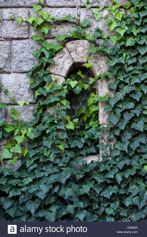 Ancient castle window, stone wall, covered with green ivy Stock Photo - Alamy Stone Wall Photography, Ivy On Stone Wall, Stone Wall With Plants, Stone Wall Illustration, Cottagecore Yearbook, Ivy On Wall, Castle Stone Wall, Ivy Covered Wall, Ivy Painting