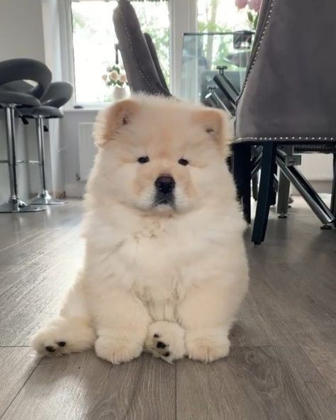 Cute Chow Chow Puppies, Baby Chow Chow, Chowchow Dog, Cute Chow Chow, Chow Chow Dog Puppy, Chow Chow Puppies, Perros Chow Chow, Dog Fluffy, Baby Puppy