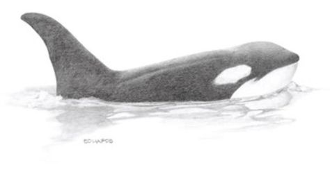 Killer Whale Drawing Template Orca whale template killer | Baby ... Killer Whale Drawing, Whale Template, Simple Stained Glass Patterns, Killer Whale Tattoo, Orca Art, Whale Pictures, Orca Tattoo, Whale Drawing, Scratchboard Art