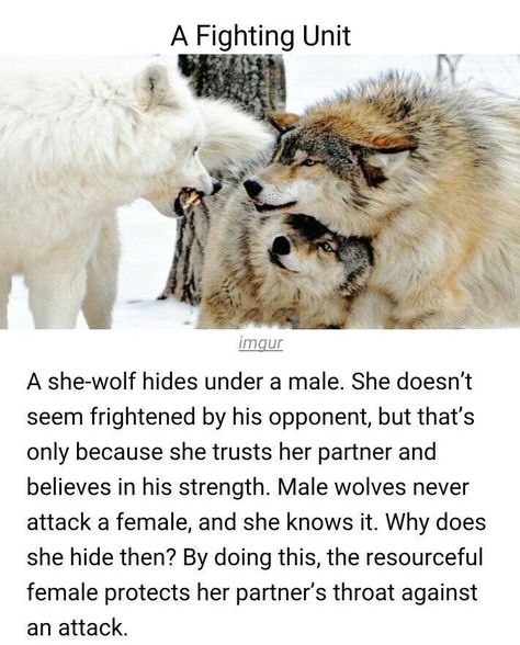 Pin by Dana on vida | Animal facts, Wolf quotes, Animals Wolf Protecting Mate, Psychotic Expression, Wolf Mates, Lup Singuratic, Wolf Quotes, Wolf Love, She Wolf, Animal Facts, Wolf Pack