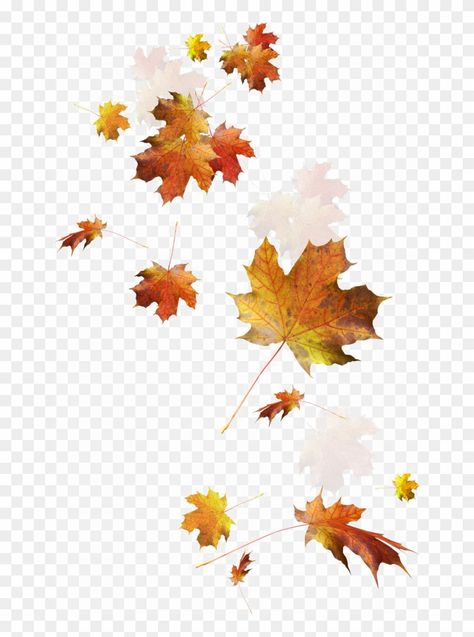 Episode Overlays, Fall Leaves Png, Autumn Leaves Background, Flower Png Images, Autumn Leaf Color, Leaves Png, Leaves Illustration, Studio Background Images, Background Images For Editing