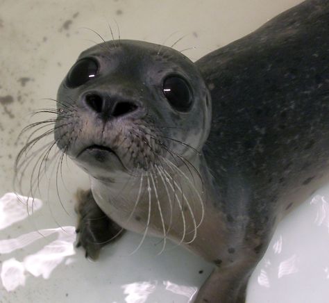 Rescued baby seal! The amount of abused baby seals have increased over the years! They cannot help it and have not done anything wrong. We must step up and help them! A Seal, Close Up, White