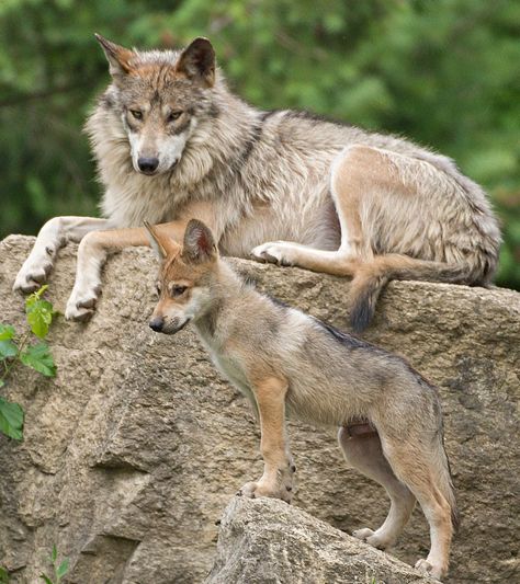 Mexican Wolf, Wolf Poses, Brookfield Zoo, Wolf Husky, Dog Anatomy, Wolf Photography, Wolf Pup, Wild Animals Pictures, Wolf Photos