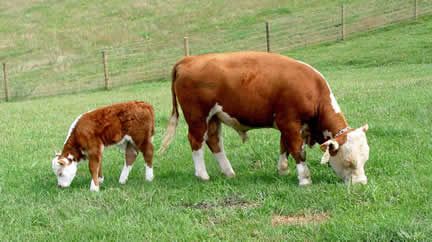 Mini Herefords- these are the cutest cattle ever! Perfect for small acreage. Miniature Hereford Cattle, Mini Hereford Cattle, Mini Hereford, Miniature Highland Cattle, Miniature Hereford, Mini Cattle, Hereford Bull, Farm With Animals, Miniature Cattle