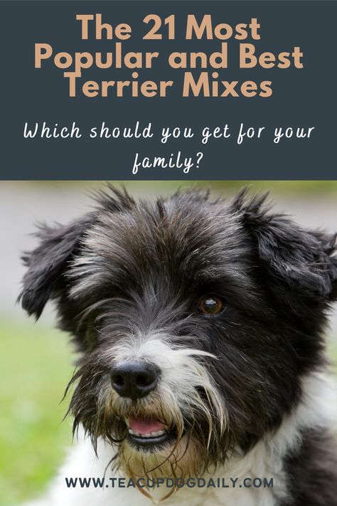 Though Terrier mixes are known as vermin hunters and fearless, Terrier breeds are still definitely adorable tiny babies! Terrier Puppies Mixed, Wire Terrier Dogs, Schnauzer Mix Terrier, Black Terrier Mix Dogs, Terrier Mix Dogs Haircuts, Terrier Haircut Style, Terriers Breeds, Small Terrier Breeds, Australian Terrier Puppies