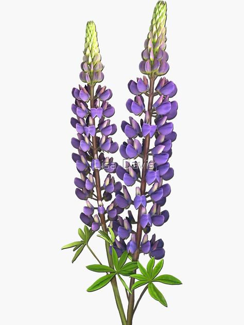 "Purple Lupine" Sticker by LcrDavis | Redbubble Lupine Art, Silvery Lupine, Lupin Tattoo, Alaskan Flowers, Lupine Tattoo, Idaho Wildflowers, Lupin Flower, Wildflower Tattoos, Aster Tattoo