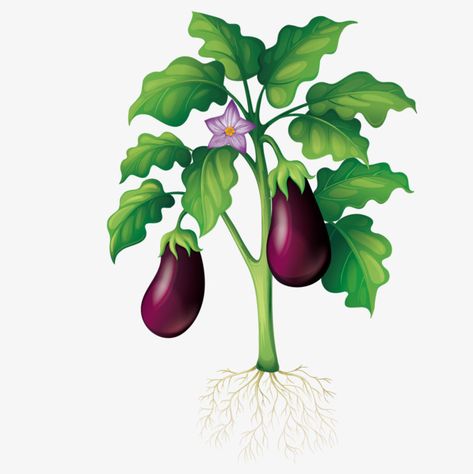 Eggplant Planting, Eggplant Picture, Planting Eggplant, Eggplant Tree, Eggplant Drawing, Eggplant Plant, Vegetable Drawing, Preschool Garden, Plant Cartoon