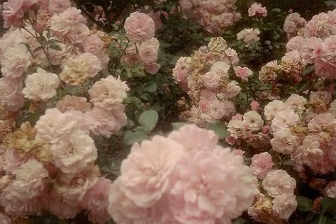 Ethereal Aesthetic, Nothing But Flowers, Sofia Coppola, Princess Aesthetic, Nature Aesthetic, Marie Antoinette, Aphrodite, Rococo, Pink Aesthetic