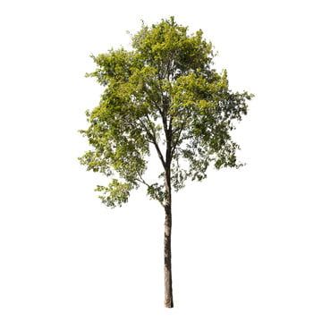 background,branch,collection,ecology,forest,garden,green,growth,isolated,leaf,life,natural,nature,oak,old,outdoor,park,plant,pot,season,single,spring,tree,trees,trunk,white,wood,black tree Tree Elevation, Tree Render, Oak Tree Drawings, Flora Background, Flat Tree, Trees Background, Short Trees, Green Png, Architectural Representation