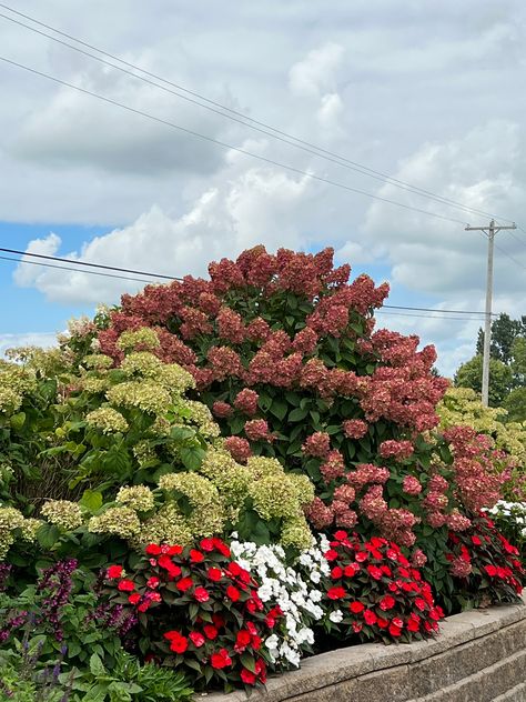 Firelight Hydrangea, Hardy Hydrangea, Pruning Hydrangeas, Annual Garden, Growing Hydrangeas, Hydrangea Care, Hydrangea Paniculata, Dried Bouquet, Potted Trees