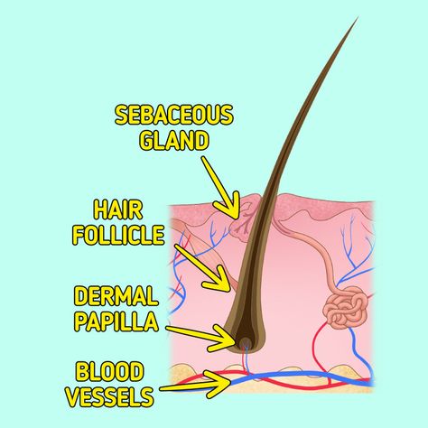 Why Hair Falls Out Hair Falling, Traction Alopecia, Hair Falls, Hair Growth Cycle, Body Condition, Hair Control, Hair Starting, Normal Hair, Hair Restoration