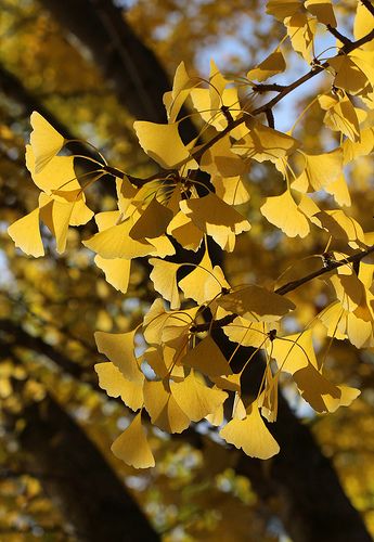 Ginkgo Biloba Tree, Lion Live Wallpaper, Mountain View California, Simple Calendar, Yellow Autumn, Ginkgo Tree, Simple Planner, Gingko Leaves, Chinese Art Painting