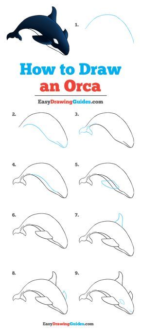 How to Draw Orca Orca References, Orca Tattoo Simple, Orca Pod, Orca Art, Step By Step Sketches, Easy Drawing Guides, Whale Drawing, Drawing Guides, Children Sketch