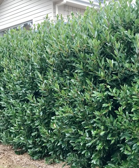 Bay Leaf Hedge, Kyneton Bay Leaf Hedge, Bay Tree Hedge, Bay Laurel Hedge, English Laurel Hedge Privacy Fences, Bay Laurel Plant, California Bay Laurel Tree, Leighton Green Hedge, Outdoor Hardscape, Ficus Hedge