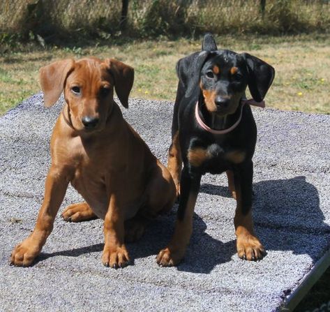 Soccer Things, German Pinscher, Dog And Puppies, Rottweiler Love, Doberman Love, Doberman Pinscher Dog, Pinscher Dog, Dog German, Belgian Shepherd