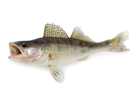 Walleye. Fish isolated over white background , #Aff, #Fish, #Walleye, #isolated, #background, #white #ad Walleye Fish, Image Of Fish, Little Mermaid Costume, Koi Art, Walleye Fishing, Fish Illustration, Medical Illustration, Bugs And Insects, Stock Photography Free