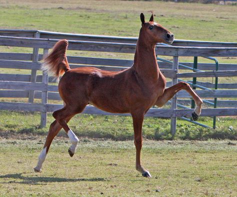 This is a little motion machine. Horse Action Pose, Horse Poses, Horse Running Reference, Horse Rearing Reference, Pony Of The Americas Horse, Palomino Tennessee Walking Horse, Horse Markings, Horse Anatomy, American Saddlebred