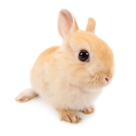 Bunny Png Cute, Rabbit Pfp, The Dog Company, Bunny Icon, Silly Animal Pictures, Rabbit Png, Bunny Png, Dog Icon, Animal Icon