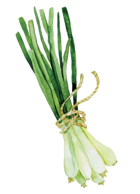 watercolor drawing in vintage style. green onions, culinary herbs and spices. gardening Onion Drawing, Herbs Illustration, Vegetable Drawing, Homemade Recipe Books, Watercolor Herbs, Vegetable Painting, Vegetable Illustration, Garden Illustration, Art Major