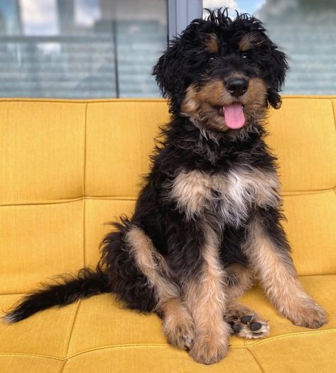 Black Bernedoodle, St Berdoodle, Mini Bernedoodle, Bernedoodle Puppy, Doodle Puppy, Fluffy Dogs, Brown Dog, Mountain Dogs, Cute Animal Photos