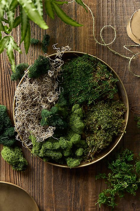 With six different varieites included, this natural mood moss is the perfect finishing touch in a terrarium or centerpiece. | Preserved Mood Moss, Set of 6 at Terrain Mossy Table Centerpiece, Moss Centerpieces, Forest Vibes, Wood Centerpiece, Terrarium Centerpiece, Natural Mood, Moss Decor, Wood Centerpieces, Moss Wall Art