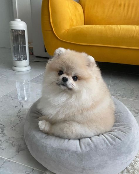 Thinking Chair, Fluffy Clouds, Pomeranian Puppy, Cute Animals Images, New 2023, Fluffy Animals, Read Image, Animals Images, Maltese