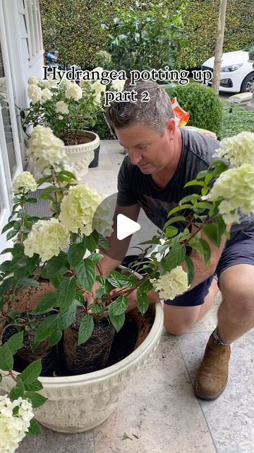 ANDREW STARK on Instagram: "#hydrangea #hydrangeapaniculata #hydrangeapaniculata #autumncolor #autumnflowers #potplants #pottingup #andrewstarkgardens" Potted Plants For Front Of House, White Hydrangea In Pots Planters, Potted Hydrangea Patio, Hydrangea Potted Planters, Hydrangea In A Pot, Potted Hydrangea By Front Door, Hydrangea In Pots Planters, Hydrangea Landscaping Ideas, Hydrangea Pot