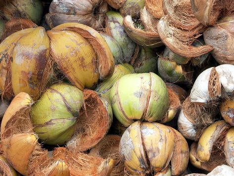 Mekong Delta Vietnam, Coconut Husk, Mekong Delta, Coconut Trees, Coconut Tree, Tree Painting, Vietnam, Coconut, Trees