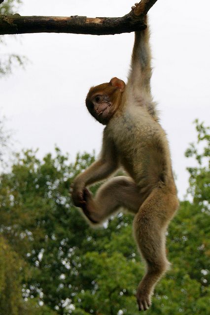 Monkey Hanging From Tree, Monkey Pose, Monkey Hanging, Tree Monkey, Monkey World, Hanging Monkey, Body Diagram, Monkey Wallpaper, Monkey Girl