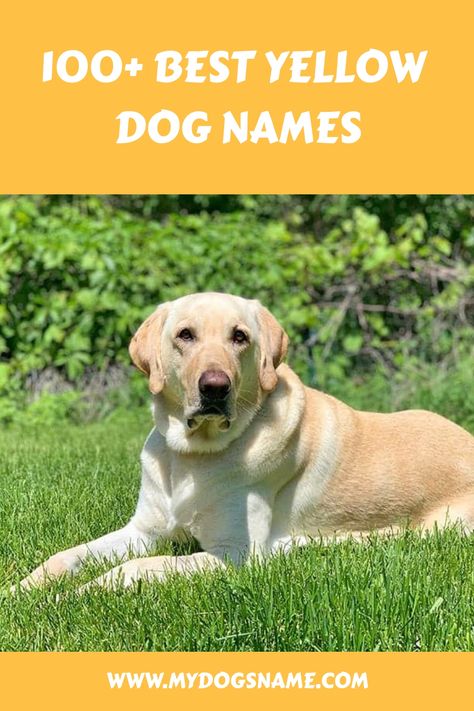 100+ Best Yellow Dog Names Yellow Dog Names, Golden Retriever Dog Names, English Lab Puppies, Yellow Lab Names, Boy Dog Names, Golden Retriever Names, Yellow Lab Puppies, Cute Names For Dogs